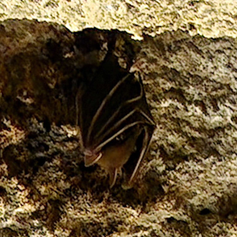 Lesser Dog-faced Fruit Bat