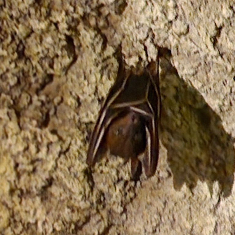 Lesser Dog-faced Fruit Bat