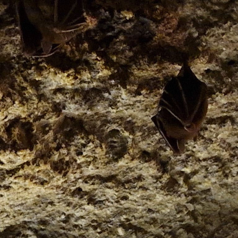 Lesser Dog-faced Fruit Bat