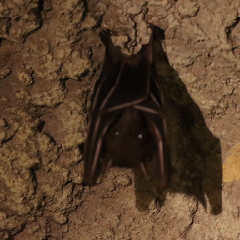 Lesser Dog-faced Fruit Bat