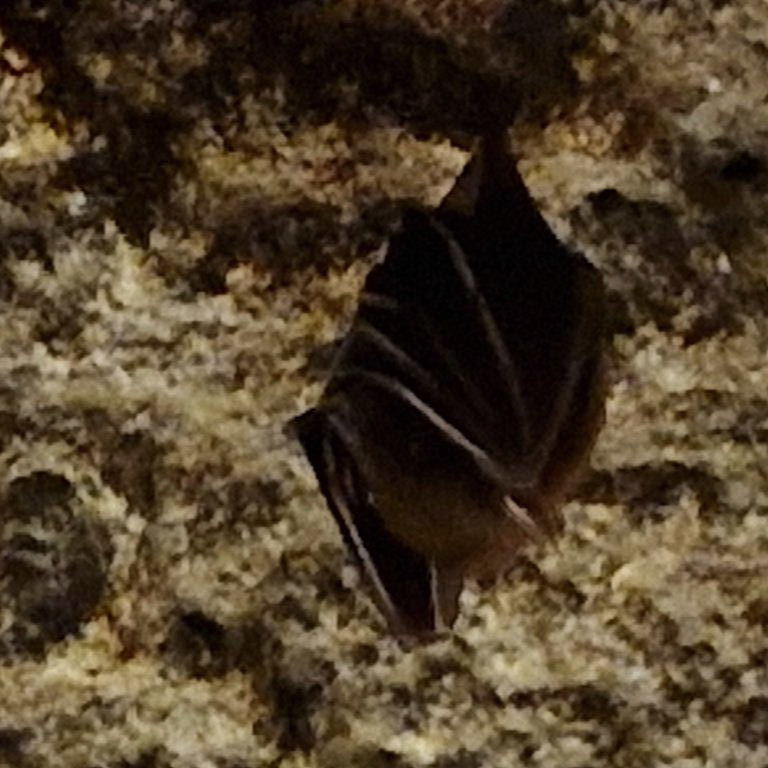 Lesser Dog-faced Fruit Bat