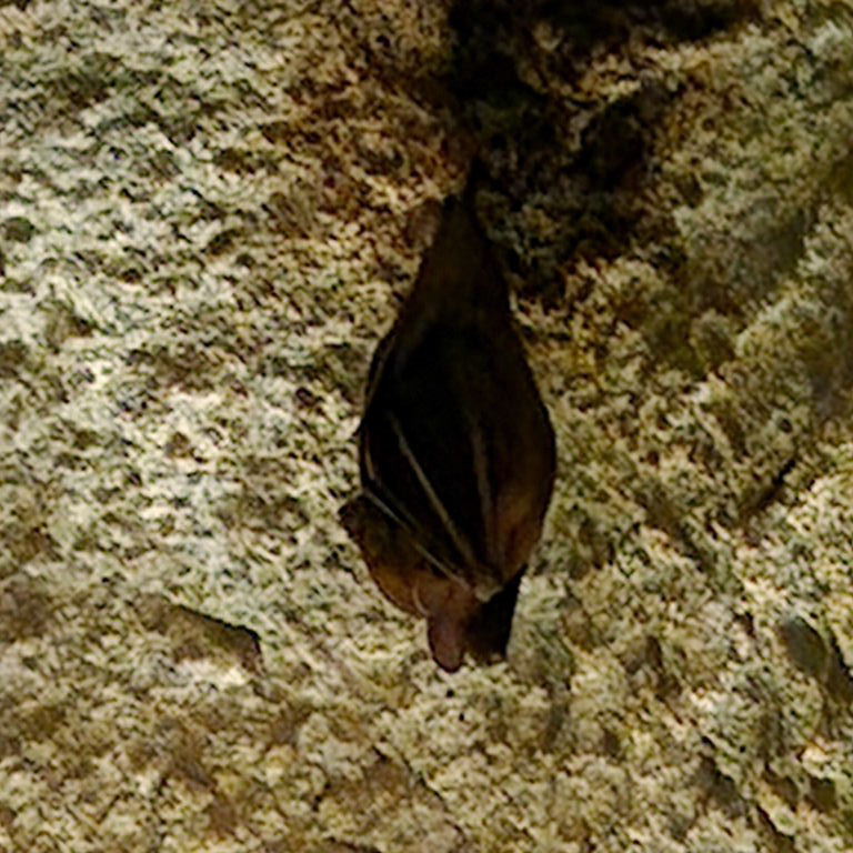 Lesser Dog-faced Fruit Bat