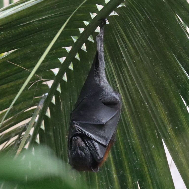Island Flying Fox Bat
