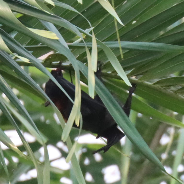 Island Flying Fox Bat