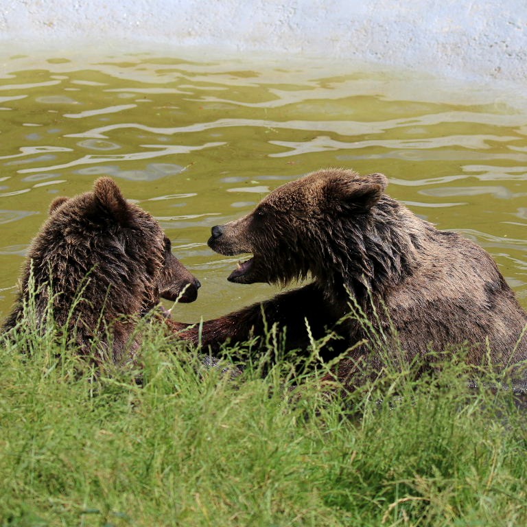 Brown Bears bathing