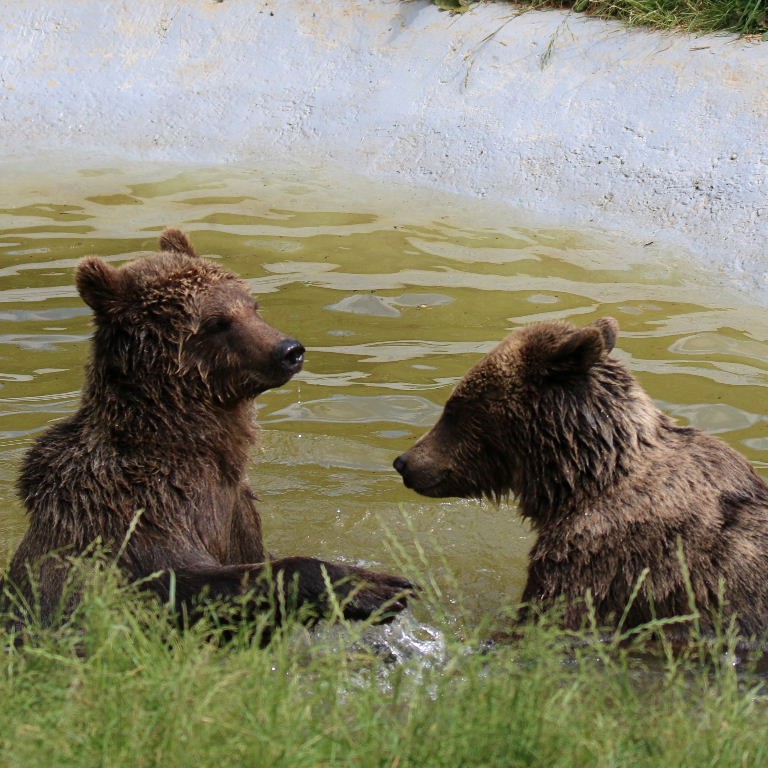 Brown Bears bathing