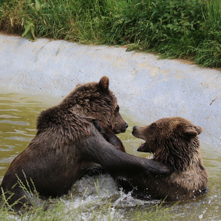 Brown Bears bathing