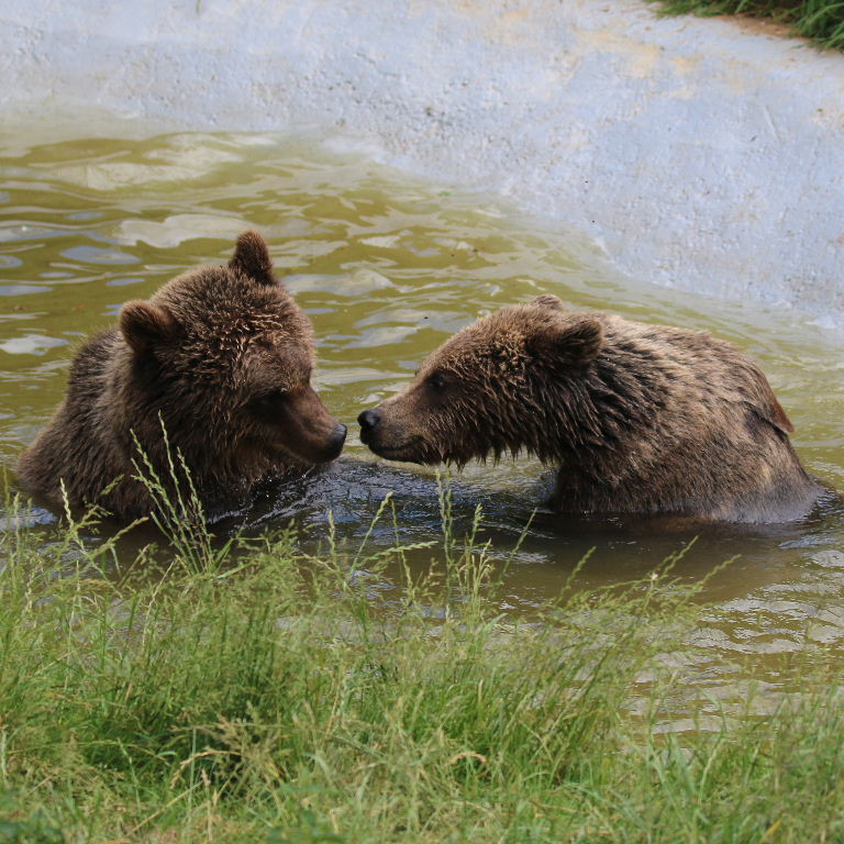 Brown Bears bathing