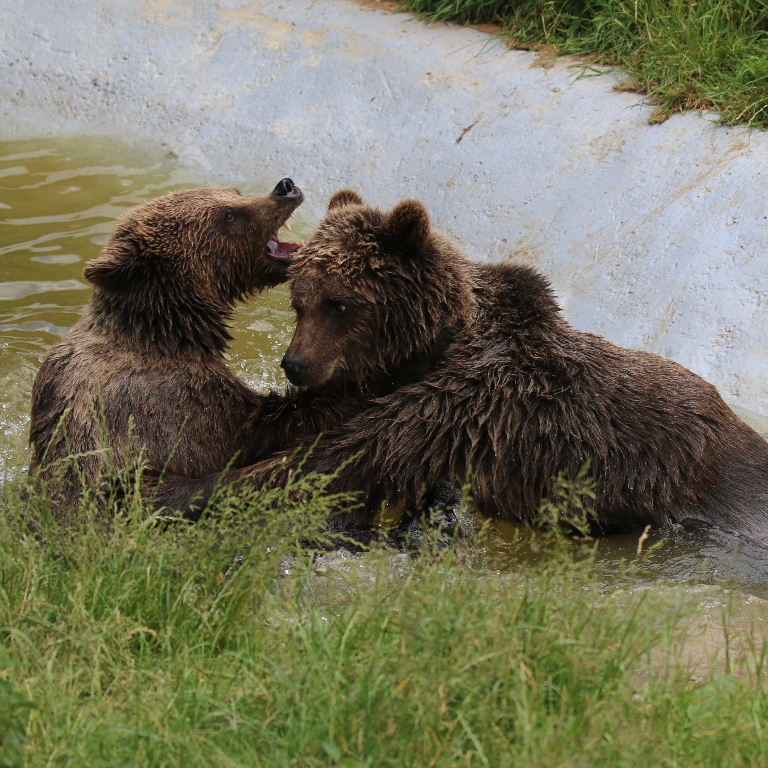 Brown Bears bathing