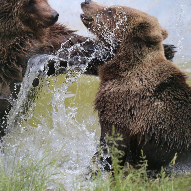 Brown Bears bathing