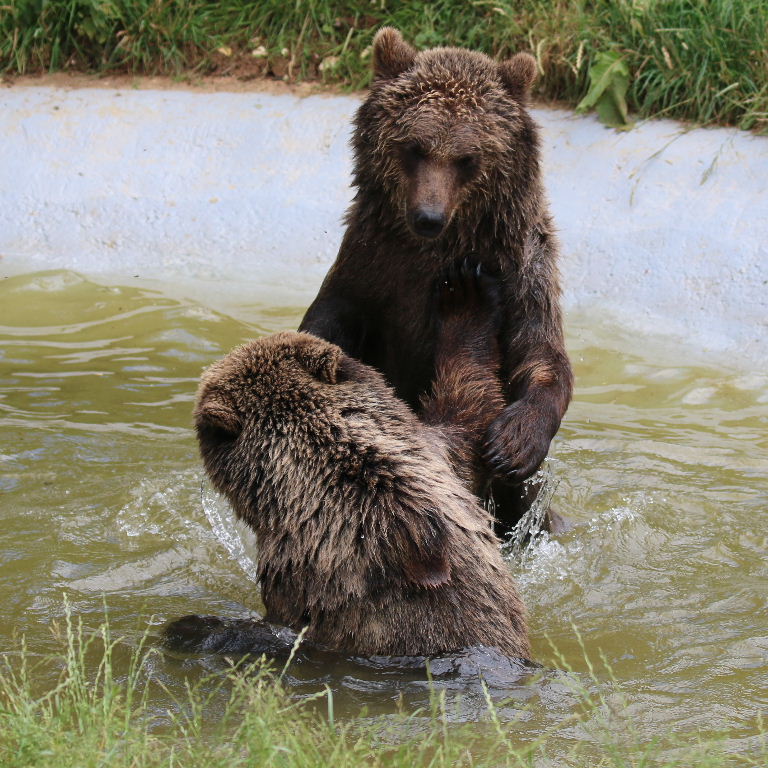 Brown Bears bathing