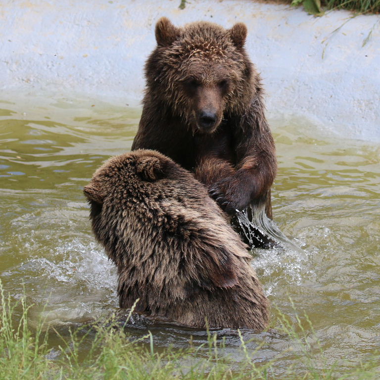 Brown Bears bathing