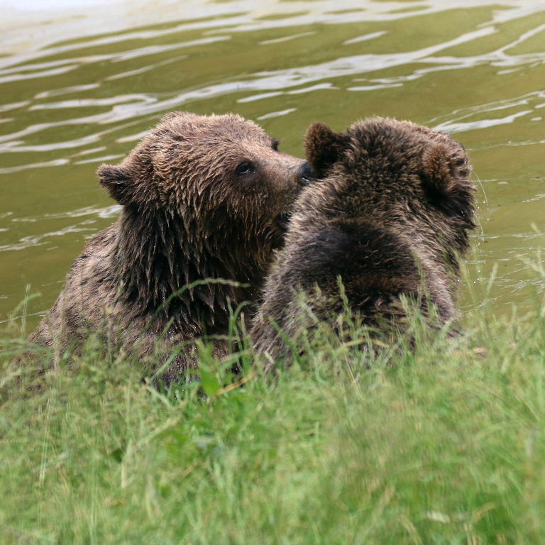 Brown Bear secret