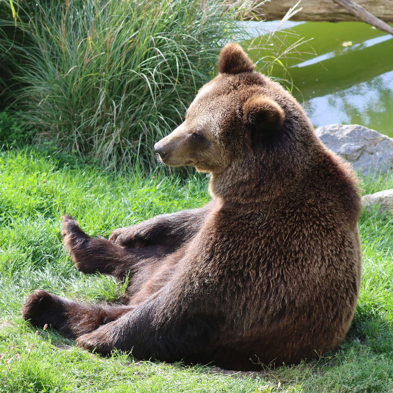 Brown Bear