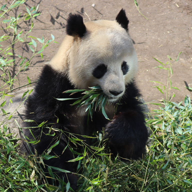 Giant Panda