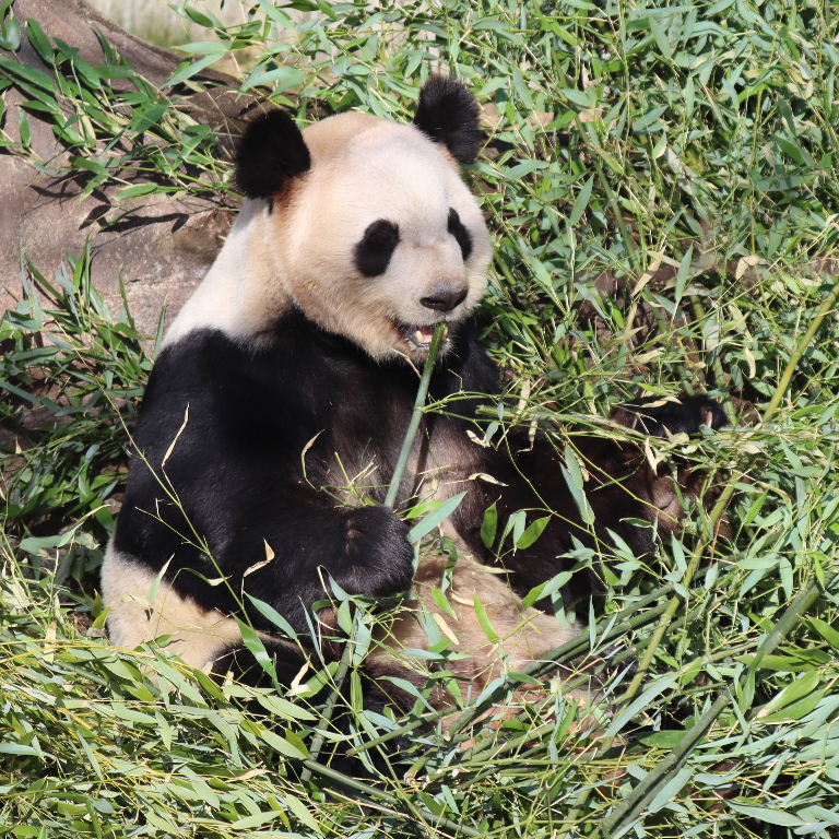 Giant Panda
