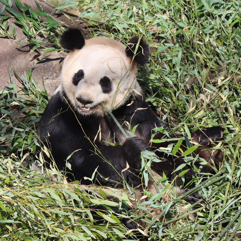 Giant Panda