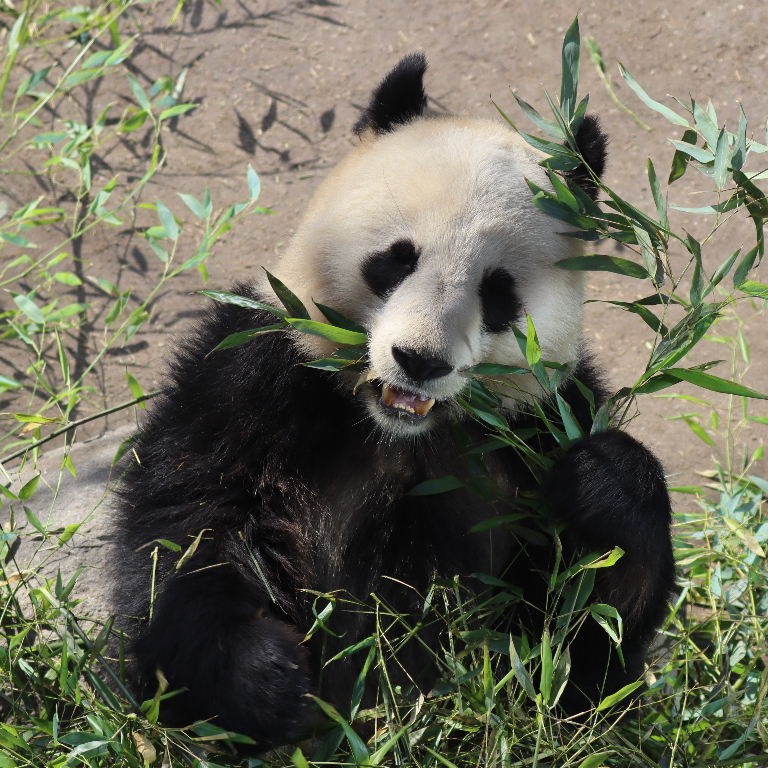 Giant Panda