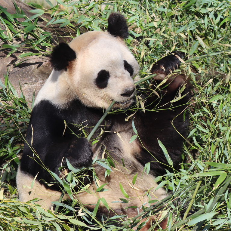 Giant Panda