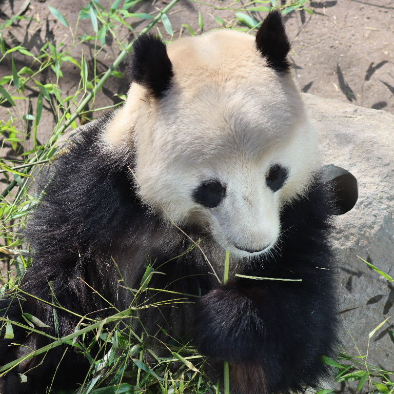Giant Panda