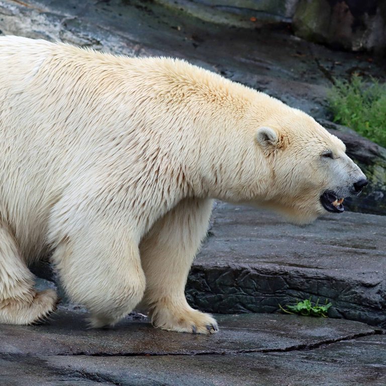 Polar Bear