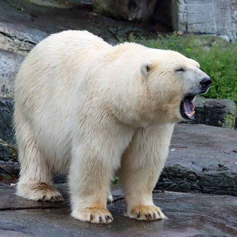 Polar Bear