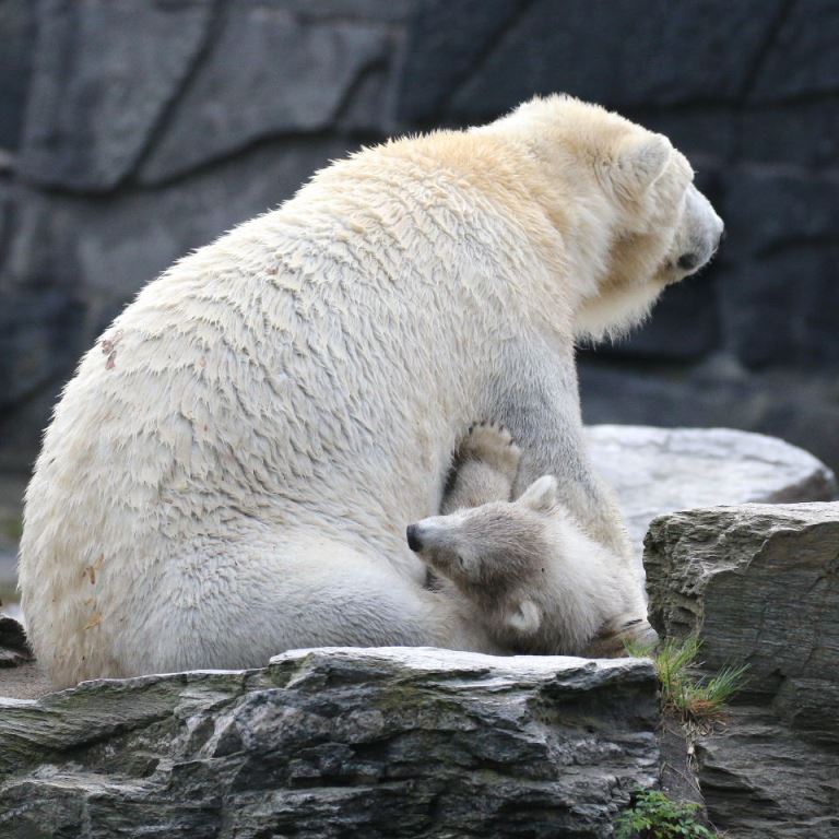 Polar Bear with cub