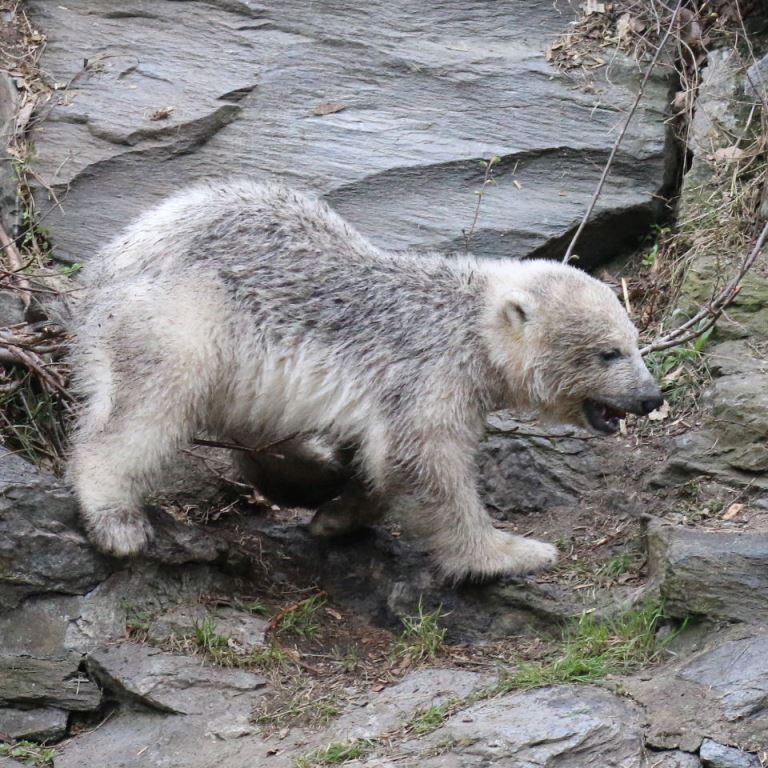 Polar Bear cub