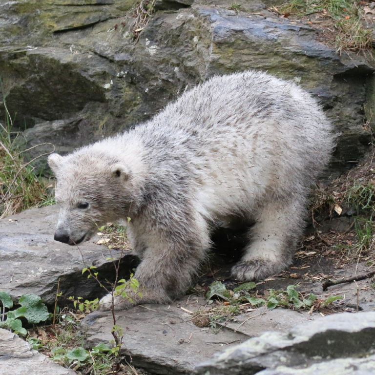 Polar Bear cub