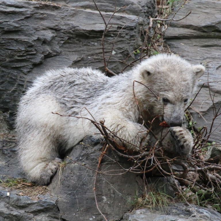 Polar Bear cub