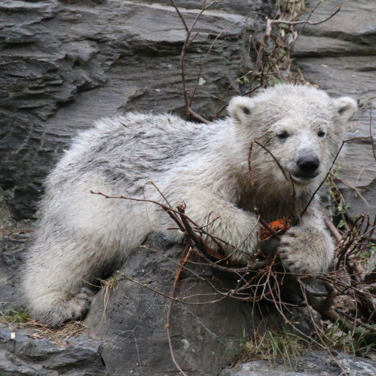 Polar Bear cub