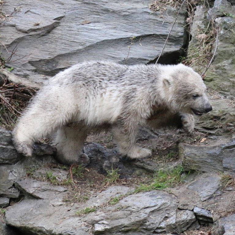 Polar Bear cub