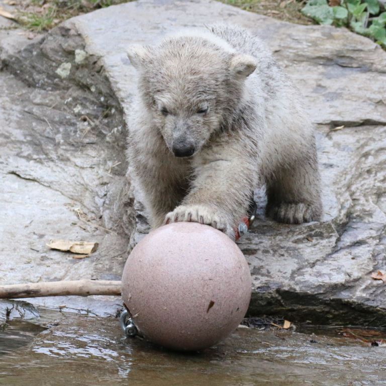 Polar Bear cub with football