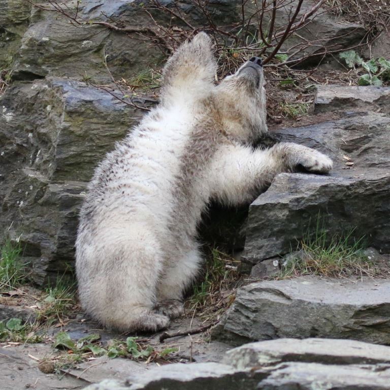 Polar Bear cub