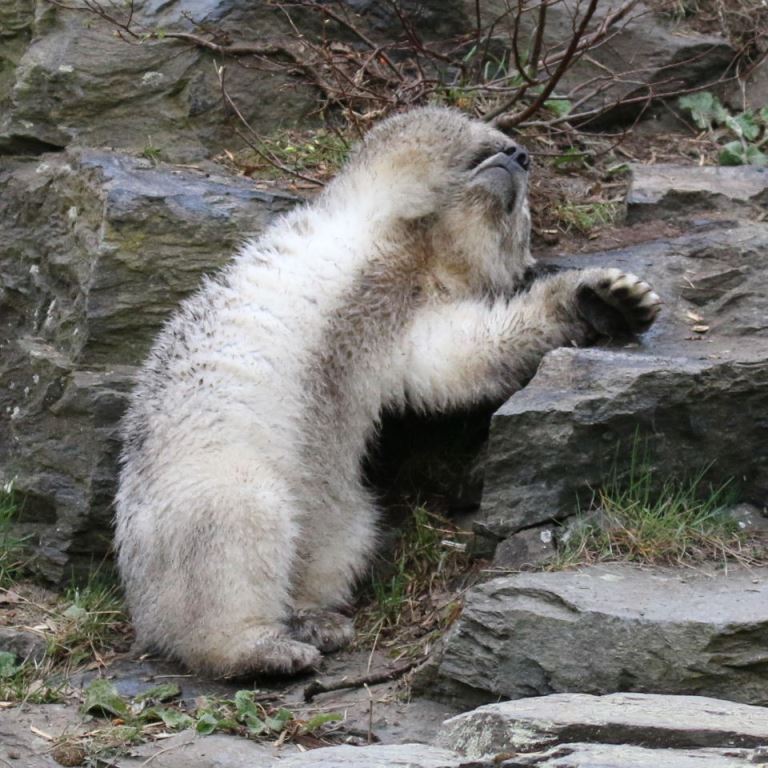 Polar Bear cub