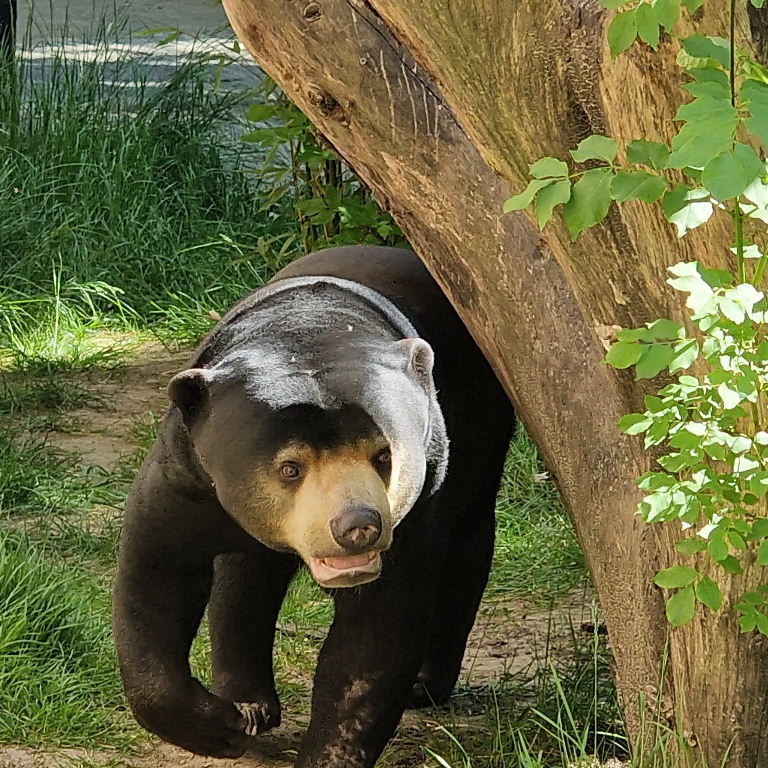 Sun Bear