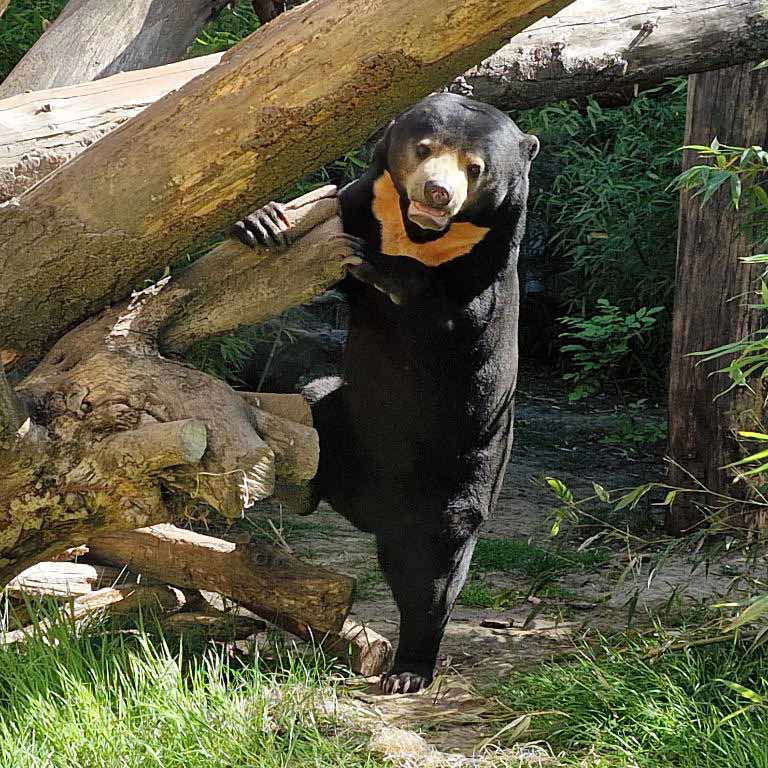 Sun Bear