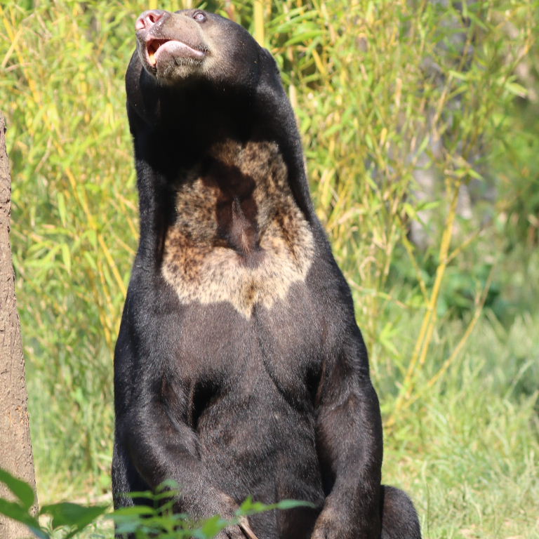 Sun Bear