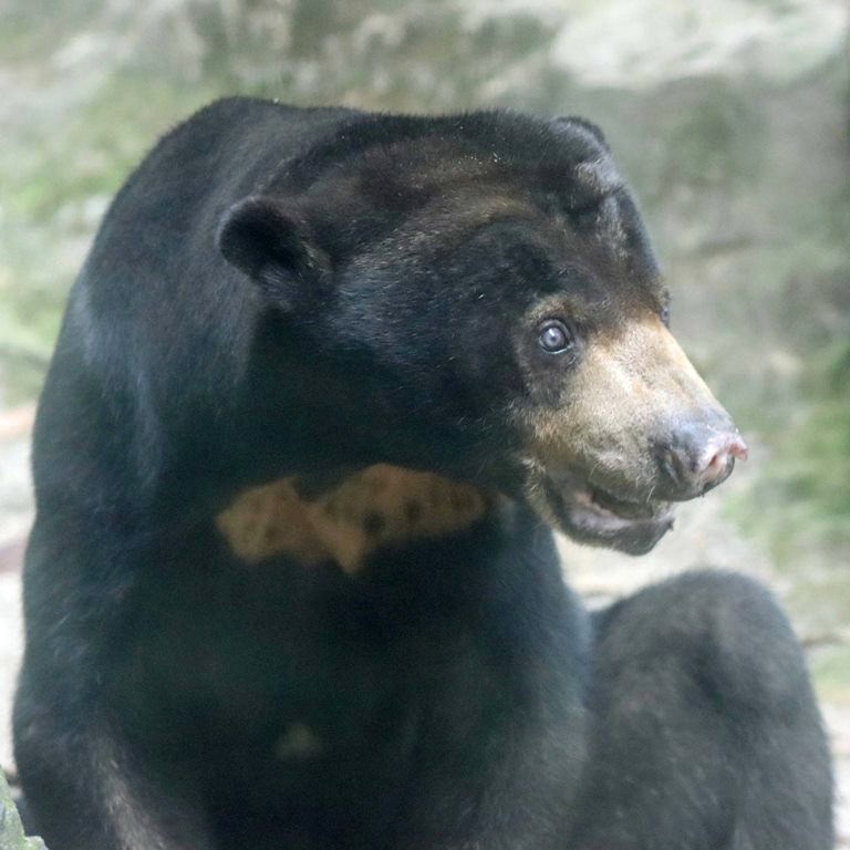 Sun Bear