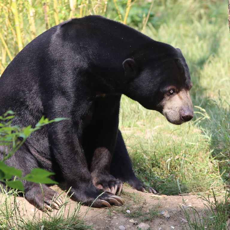 Sun Bear