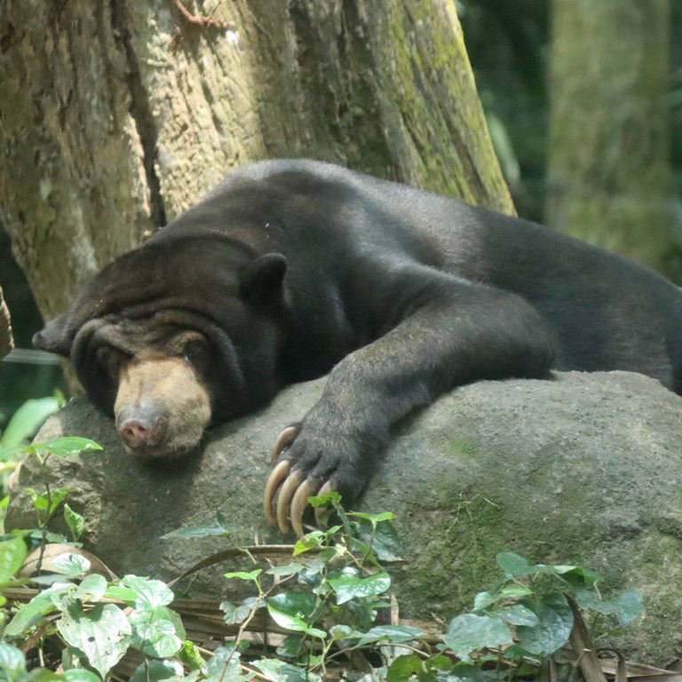 Sun Bear