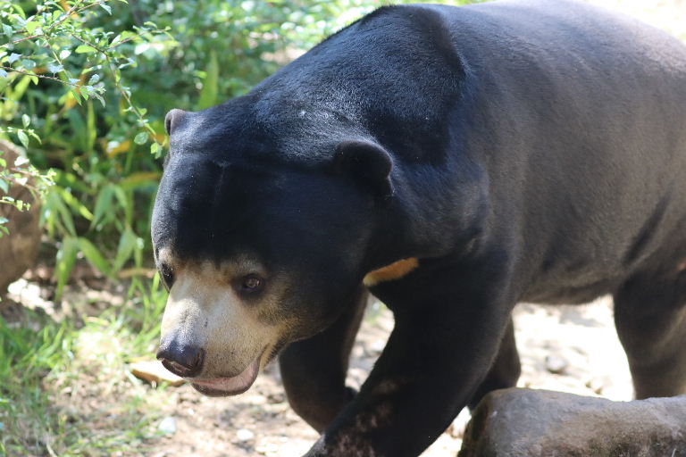 Sun Bear