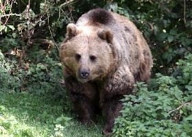 Brown Bear