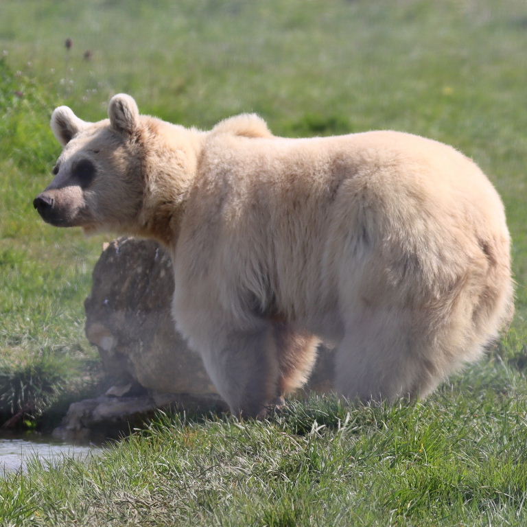 Srian Brown Bear