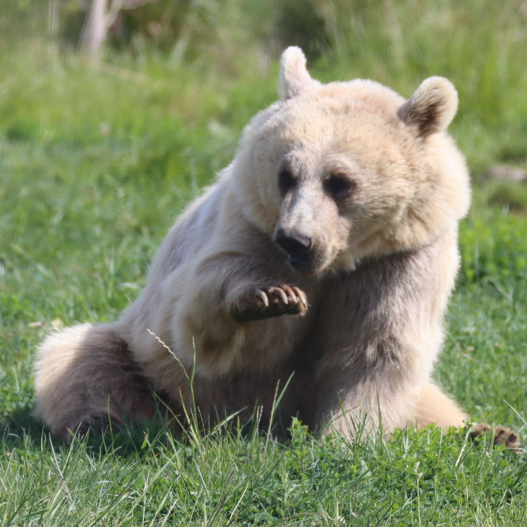 Srian Brown Bear