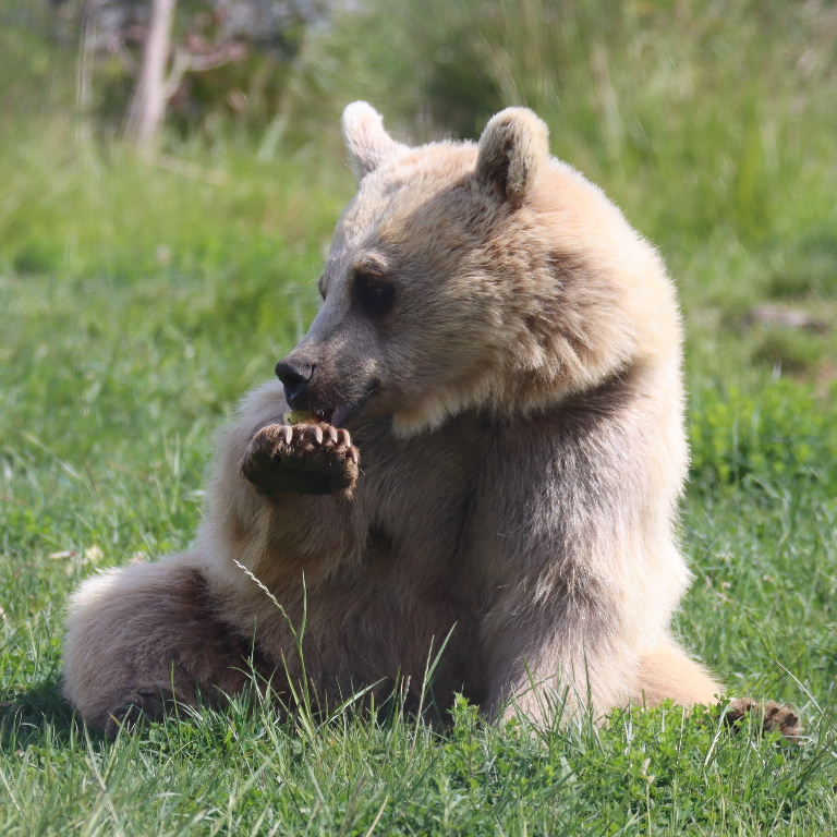 Srian Brown Bear