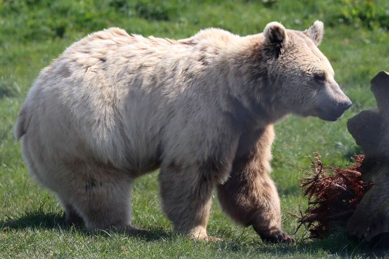 Srian Brown Bear
