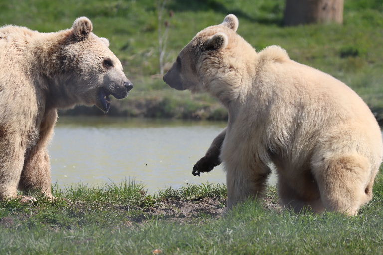 Srian Brown Bears