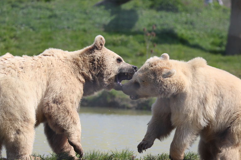 Srian Brown Bears