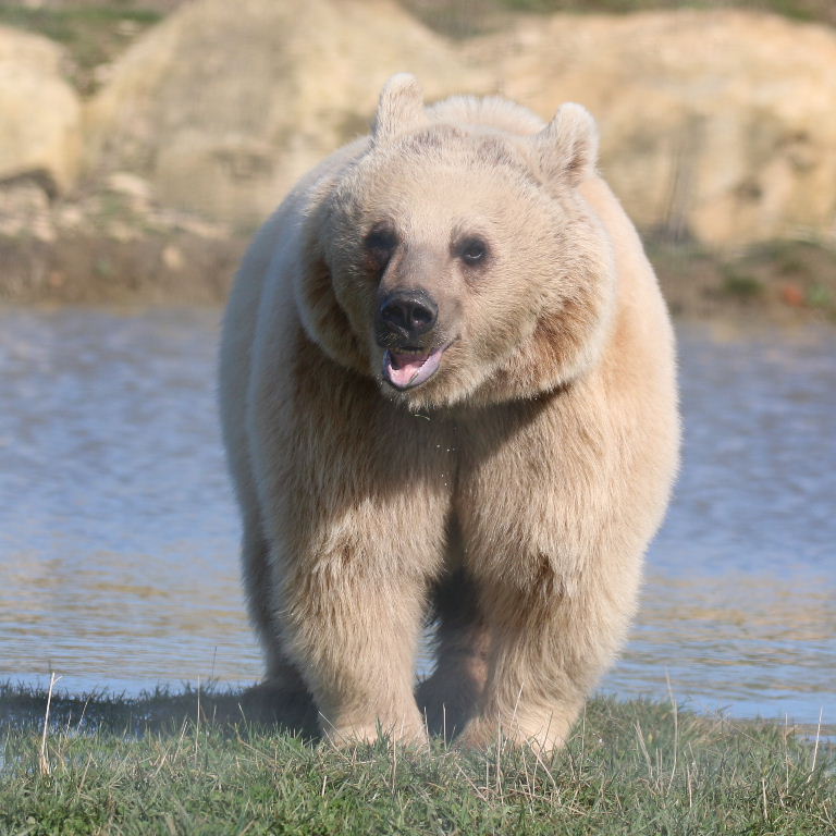Srian Brown Bear